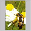 Leptura maculata - Gefleckter Schmalbock 05.jpg